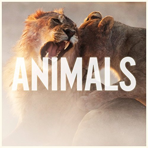 Maroon 5 - Animals (2-Track)