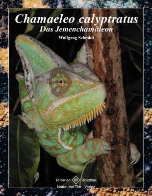  - Chamaeleo calyptratus: Das Jemenchamäleon