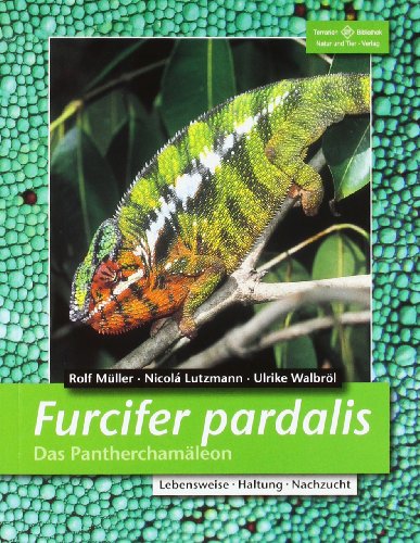  - Furcifer pardalis. Das Pantherchamäleon